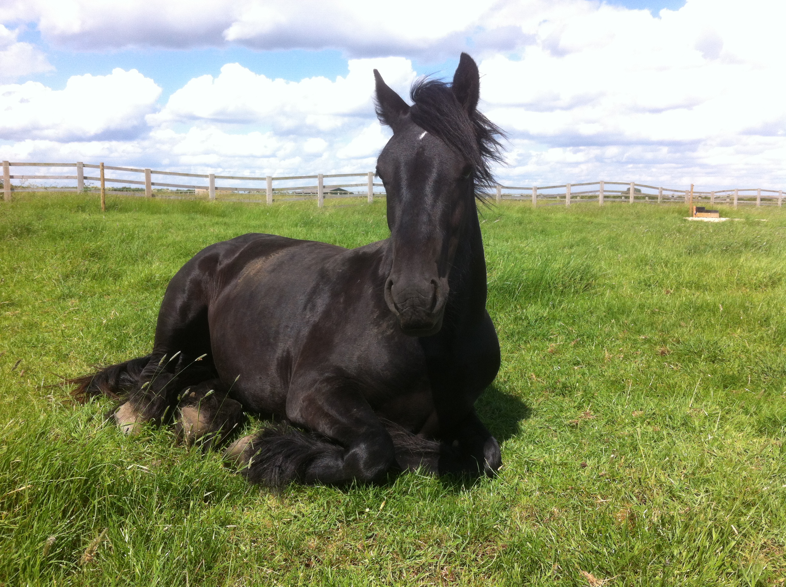 Horse lying down