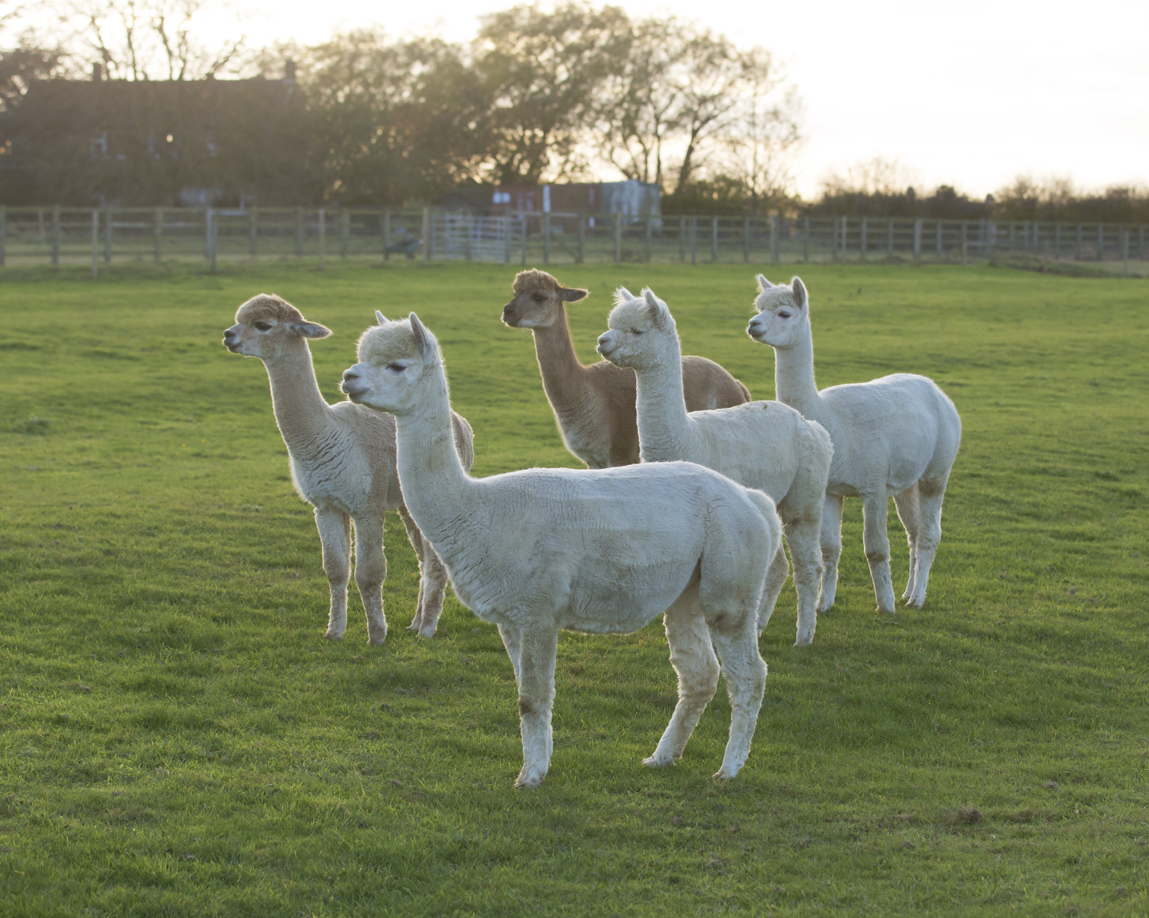 Alpacas in field