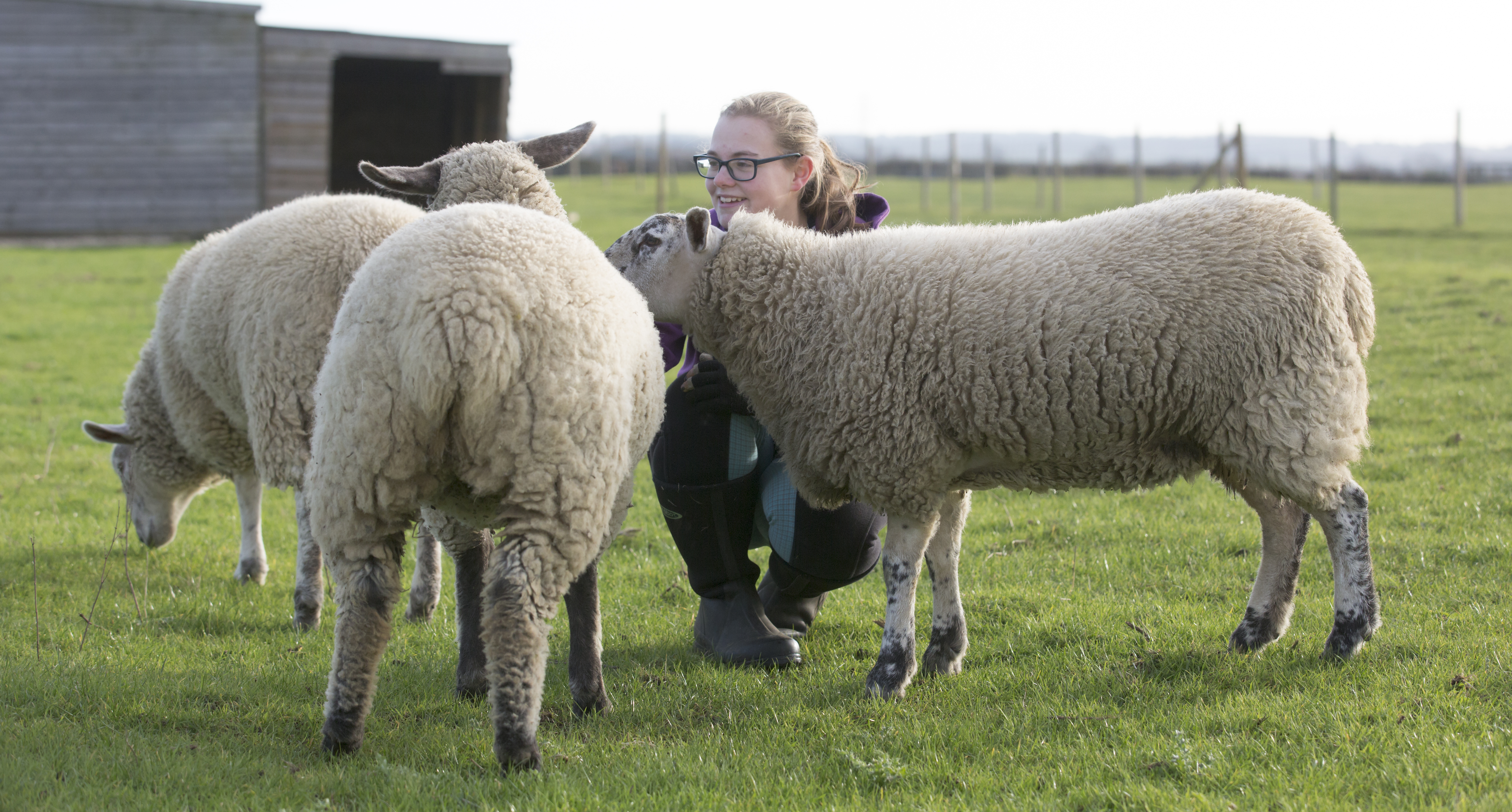 sheep with client