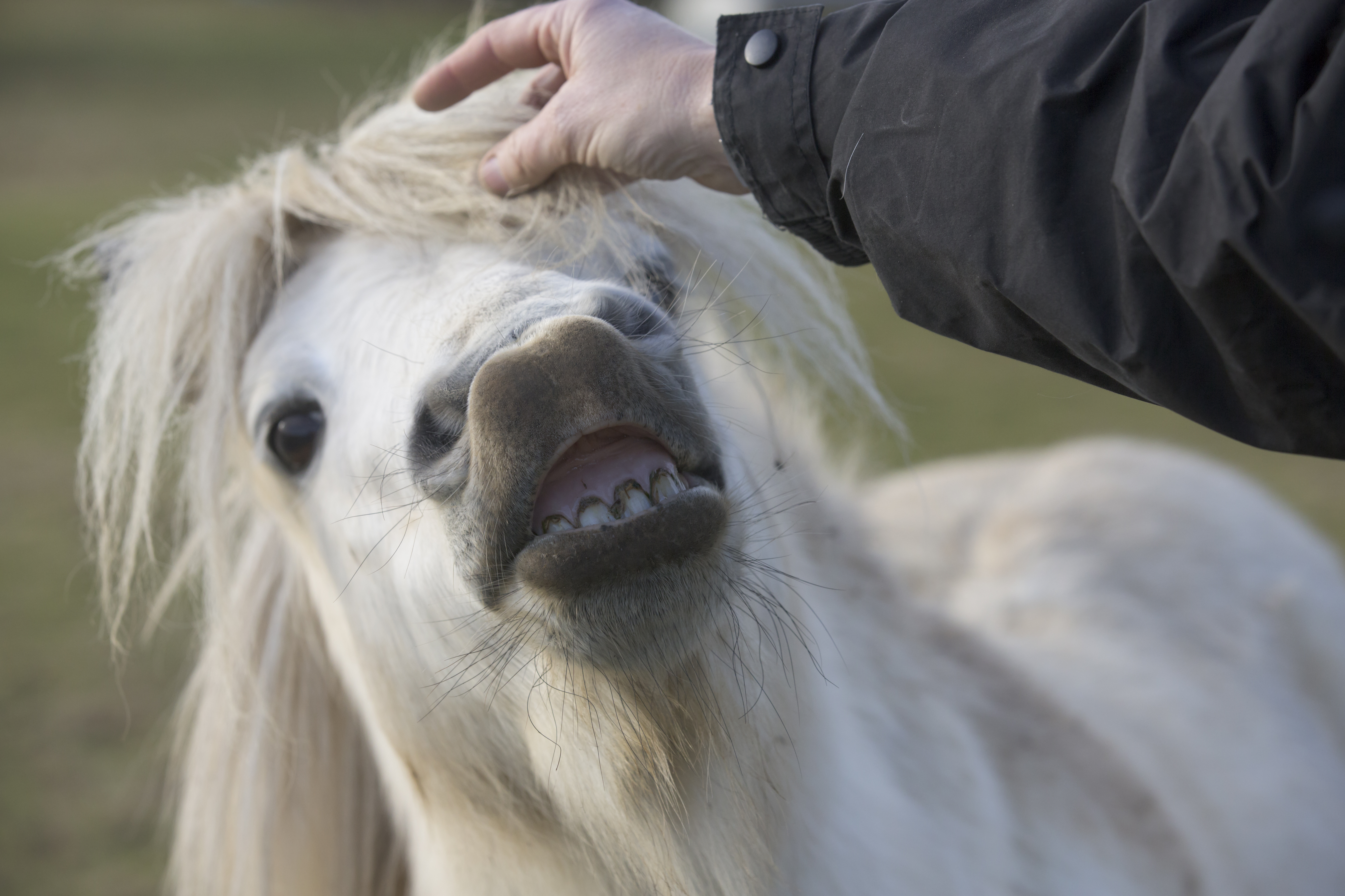 horse laughing